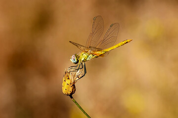 Dragonfly on small flower without petals. - 556247707