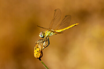 Dragonfly on small flower without petals. - 556247710