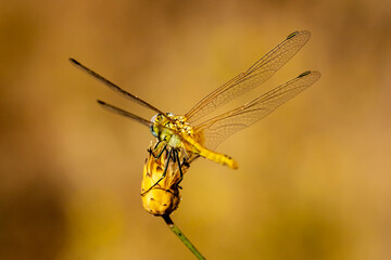 Dragonfly on small flower without petals. - 556247713