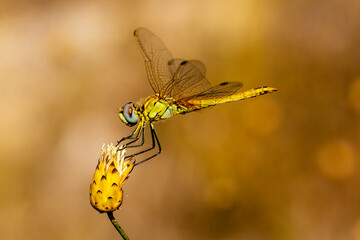 Dragonfly on small flower without petals. - 556247723
