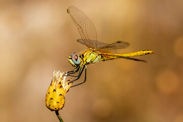 Dragonfly on small flower without petals. - 556247726