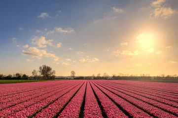 Gordijnen Landscape of bulb fields / flower fields of pink tulips in The Netherlands at sunset. © Alex de Haas