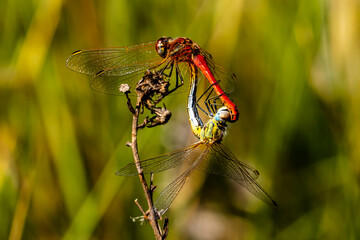 Pair of dragonflies copulating on small branch. - 556247738