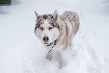 portrait of a husky with a snowy nose
