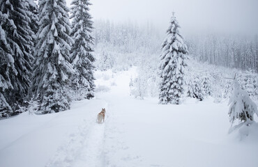 winter white with orange husky in a snowy forest