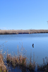 渡良瀬遊水地　池