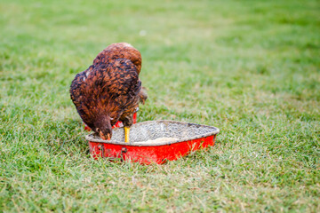 A domestic hen eating wheat grains from a red metal bowl in a private backyard.