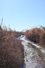 渡良瀬遊水地　車道