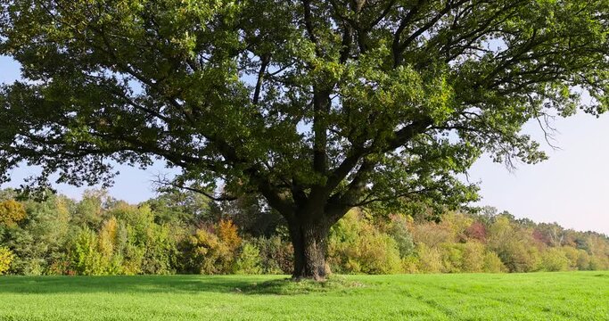 oak with green foliage in the field, a field with green grass and an old oak in the autumn season