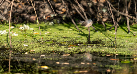 Bird looking into the mirror of the river