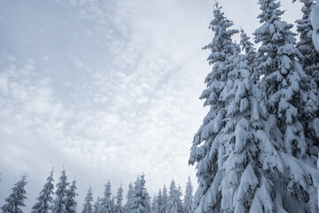 winter snowy trees in the mountains
winter in the mountains