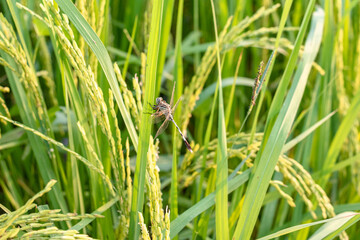 dragonfly on a green leaf closeup