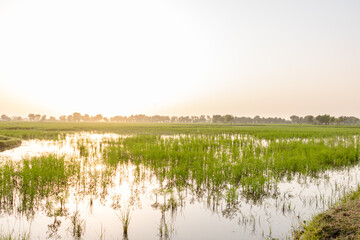 sunset and green rice fields