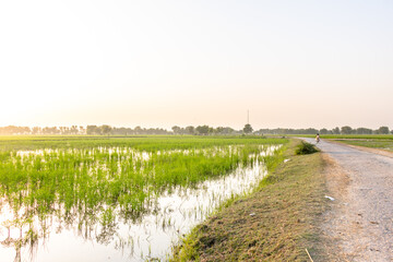 sunset and green rice fields