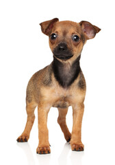 Russian Toy Terrier puppy on a white background