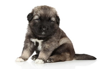 Fototapeta premium Caucasian Shepherd puppy