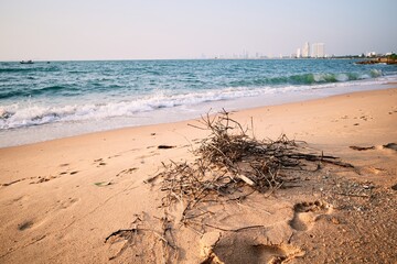 Dry branches on beach at noon