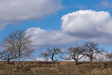 kahle Streuobstbäume unter wolkigem Himmel im Winter