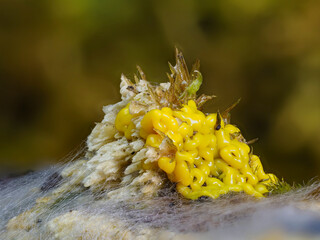 Myxomyceten-Plasmodium (Physarum polycephalum)