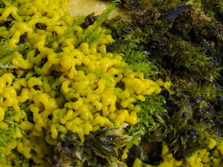 Myxomyceten-Plasmodium (Physarum polycephalum)