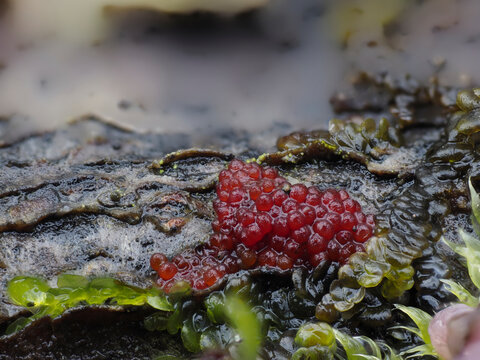 Pustelpilz (Nectria spec.) auf Totholz
