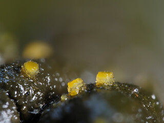 Pilz auf Dung