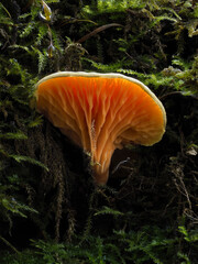 Pilz auf Totholz im Eifelwald