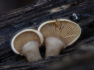 Pilz auf Totholz im Eifelwald