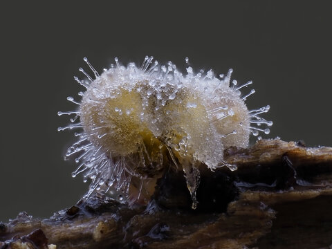 Kugelspringer mit Pilzbefall (Conidiobolus coronatus)