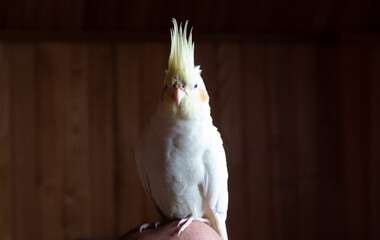 full length portrait of a yellow parrot cockatiel