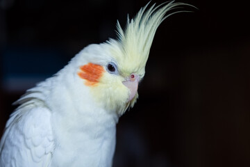full length portrait of a yellow parrot