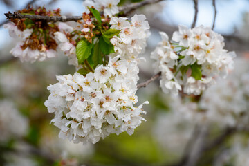 FLORES DE CEREZO (Cerassus)