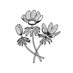 Erantis wintering flowers. Vector stock illustration eps10. Outline, isolate on white background. Hand drawn.