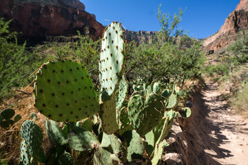 Les site du Grand Canyon en Arizona