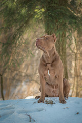 Portrait of a young beautiful thoroughbred American Pit Bull Terrier in the winter forest.