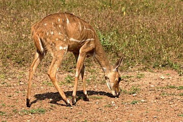 Cape Bushbuck /Tragelaphus sylvaticus/ in Mole National Park. Ghana. Africa.