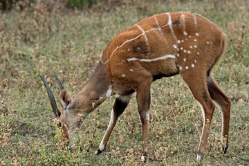 Cape Bushbuck /Tragelaphus sylvaticus/ in Mole National Park. Ghana. Africa.