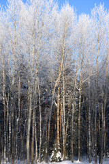 Winter season landscape. Rural scene with snowy forest