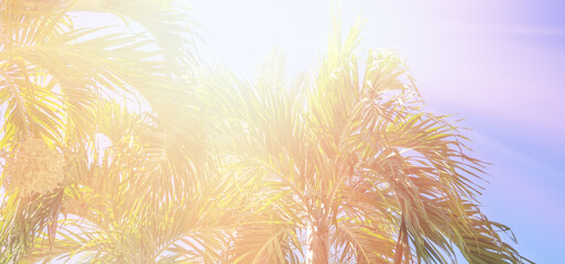 Palms trees on the beach in sun light
