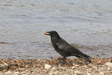 Rabenkrähe mit Brotstückchen im Schnabel am Ufer, Corvus corone