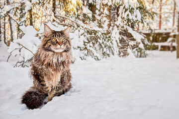 Beautiful portrait of maine coon cat in winter park, snowy frost background. Winter background....
