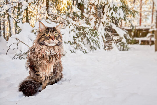 Beautiful portrait of maine coon cat in winter park, snowy frost background. Winter background. Copy space.