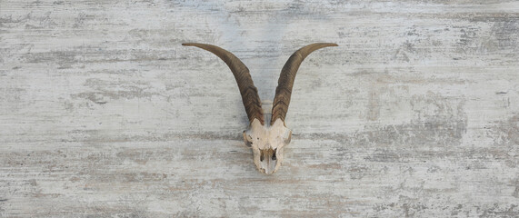 Capricorn skull isolated on wooden background - obrazy, fototapety, plakaty
