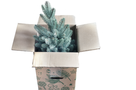 Christmas tree in a box isolate on white. PNG