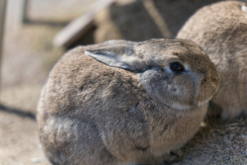 冬のモフモフうさぎ