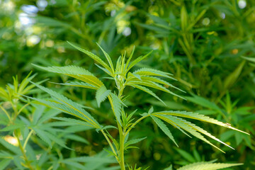 Selective focus young soft peak of Marijuana with green leaves in garden, Cannabis is a psychoactive drug from the Cannabis plant used primarily for medical or recreational purposes, Nature background