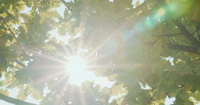 Bright sunlight shines through the leaves of the oak crown. Green oak leaves