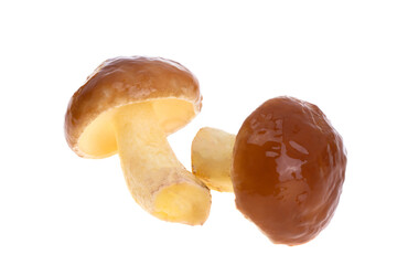 mushrooms isolated