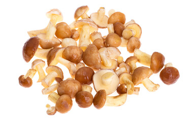 mushrooms isolated