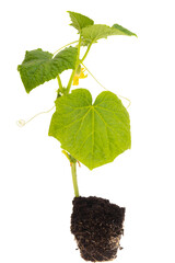 cucumber sprout isolated